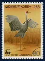 White-naped Crane
