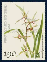 Cymbidium kanran Makino