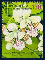 Sedirea japonica(Lindenb. et Rchb. f.) Gray et Sweet