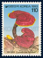 Young-Ji(Ganuderma Iusidum Karst.)