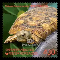 Pancake tortoise