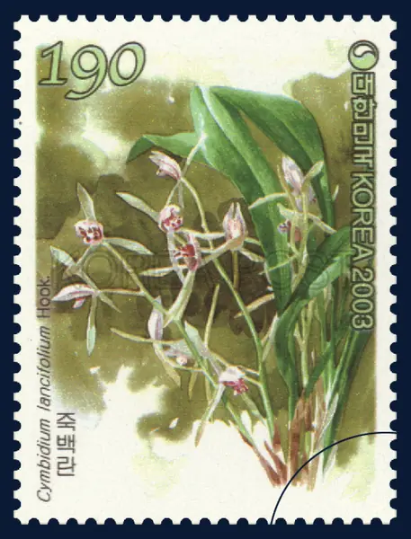 Cymbidium lancifolium Hook Single stamp