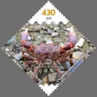 mud crab