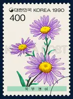 Aster