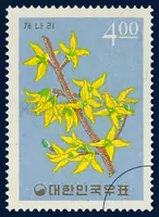 Forsythia (Golden ball tree)