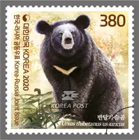 Asiatic black bear