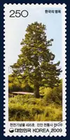 Jinan Cheonhwangsa Temple fir tree