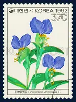 Commelina Communist L.