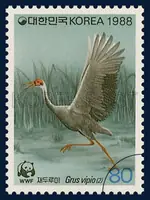 White-naped Crane