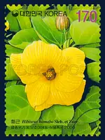 Hibiscus hamabo Sieb. et Zucc