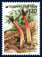 Phallus rugulosus