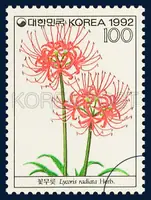 Lycris radiata Herb