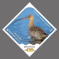 Spotted-tailed Curlew
