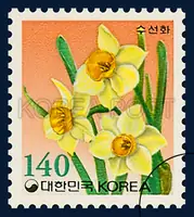Narcissus