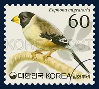 Eophona migratoria