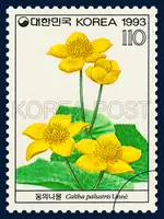 Caltha Palustris Linne