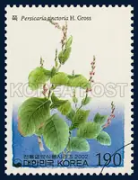 Persicaria tinctoria H. Gross