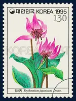 Erythronium japonicum Decne.
