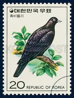 Wood pigeon