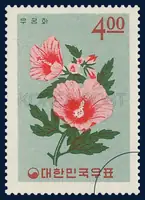 Hibiscus
