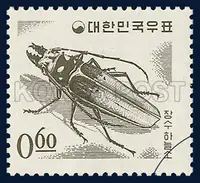 Long-Horned Beetle