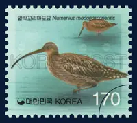 Australian Curlew