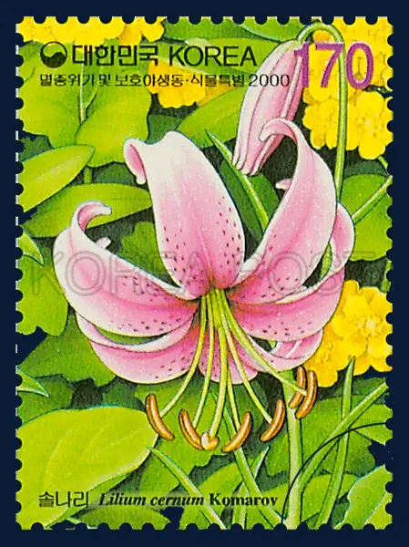Lilium cernum Komarov Single stamp
