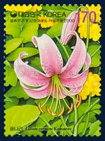 Lilium cernum Komarov