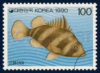 Hapalogenys mucronatus