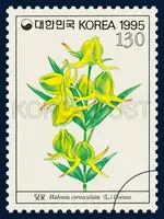 Halenia corniculata (L.)Cornaz