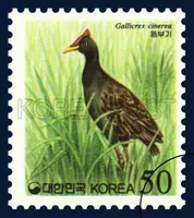 Watercock(scientific name : Gallicrex cinerea)