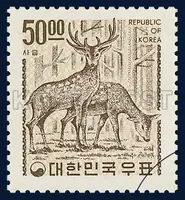 deer