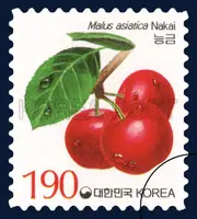 Malus asiatica Nakai