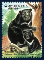 Selenarctos thibetanus ussuricus