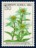 Leontopodium japonicum Miq.