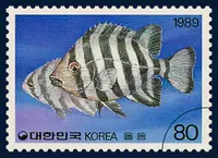 Oplegnathus fasciatus