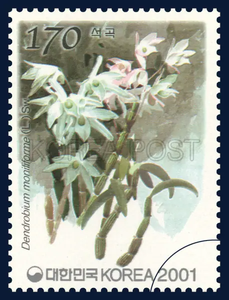 Dendrobium moniliforme (L.) Sw. Single stamp