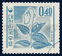 Korean bellflower