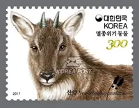 Adult mountain goat