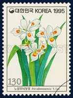 Iris odaseariensis Y,Lee