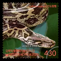 Indian king snake