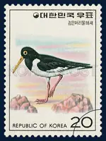 Oystercatcher