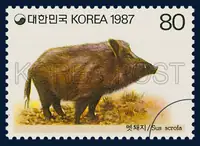 Sus scrofa