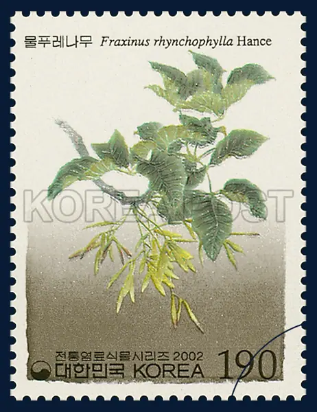 Fraxinus rhynchophylla Hance Single stamp