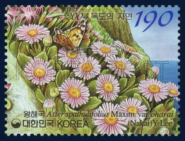 Aster spathulifolius Maxim. var. oharai (Nakai) Y. Lee Single stamp