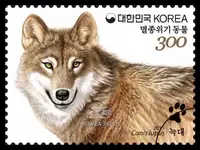 Adult wolf
