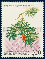 Taxus cuspidata Sieb. et Zucc