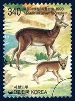 Moschus moschiferus