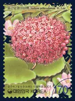 Sedum orbiculatum D. Lee