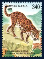Panthera pardus orientalis